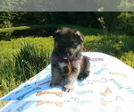Small #1 German Shepherd Dog