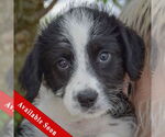 Small Australian Shepherd Mix
