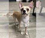 Small Chihuahua