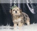 Small #3 Morkie