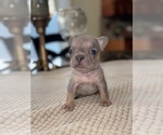 Puppy Batman French Bulldog