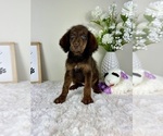 Small #3 Labradoodle
