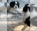 Small Photo #16 Cavachon Puppy For Sale in OLYMPIA, WA, USA