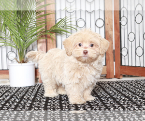 Maltipoo Puppy for sale in NAPLES, FL, USA