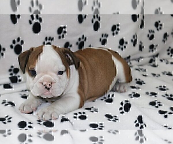 Medium Photo #1 English Bulldog Puppy For Sale in MARTINSVILLE, NJ, USA