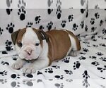 Small Photo #1 English Bulldog Puppy For Sale in MARTINSVILLE, NJ, USA