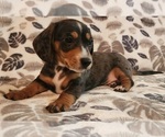 Puppy Puppy 1 Dachshund