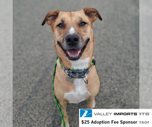Pika - Male Mutt Dog for Adoption - Photo #11
