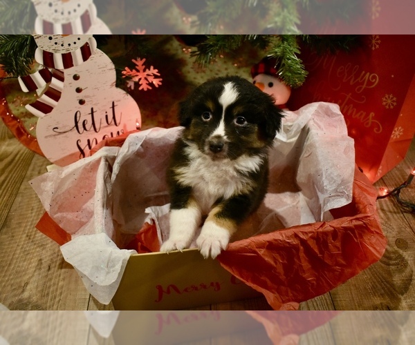 Medium Photo #4 Australian Shepherd Puppy For Sale in RICHLAND, MO, USA