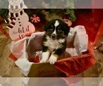 Small #3 Australian Shepherd