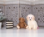 Small Photo #4 Cavapoo Puppy For Sale in MOUNT VERNON, OH, USA