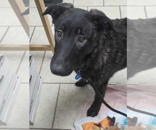 Medium Photo #3 Holland Shepherd-Unknown Mix Puppy For Sale in Calgary, Alberta, Canada