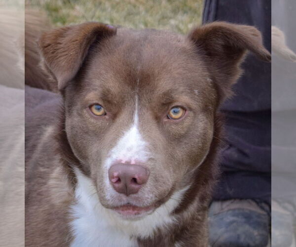 Medium Photo #2 Chocolate Labrador retriever-Siberian Husky Mix Puppy For Sale in Huntley, IL, USA
