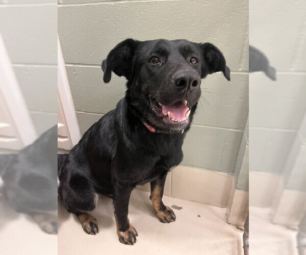 Medium Photo #1 Labrador Retriever-Unknown Mix Puppy For Sale in Webster, WI, USA
