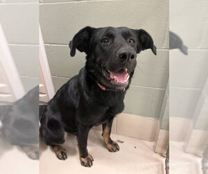 Labrador Retriever-Unknown Mix Dogs for adoption in Webster, WI, USA