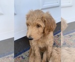 Small Photo #3 Goldendoodle Puppy For Sale in GR BLANC, MI, USA