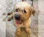 Small #2 Poodle (Standard) Mix