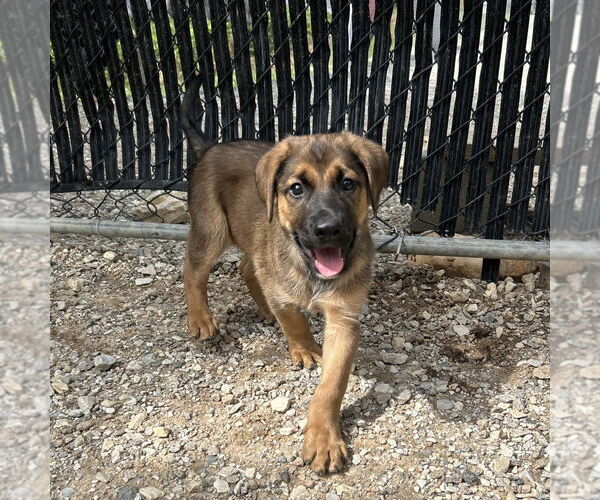 Medium Photo #4 Black Mouth Cur-Unknown Mix Puppy For Sale in Shermans Dale, PA, USA