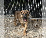 Small #3 Black Mouth Cur Mix
