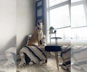River - Female Mutt Dog for Adoption - Photo #9