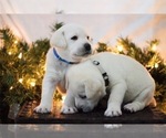 Small Photo #16 Labrador Retriever Puppy For Sale in LOGAN, UT, USA