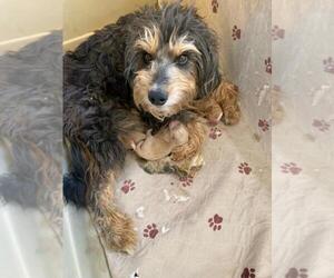 Mother of the Aussiedoodle Miniature  puppies born on 12/07/2025