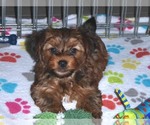 Small Photo #15 Yorkshire Terrier Puppy For Sale in ORO VALLEY, AZ, USA