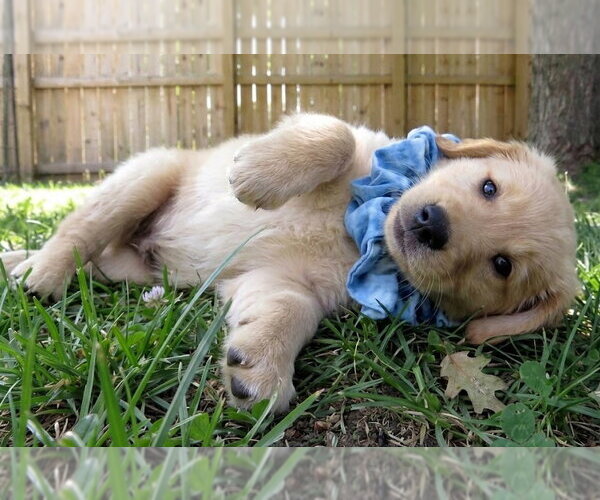 Medium Photo #3 Golden Retriever Puppy For Sale in Grovertown, IN, USA