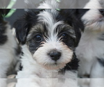 Puppy Kobe Havanese