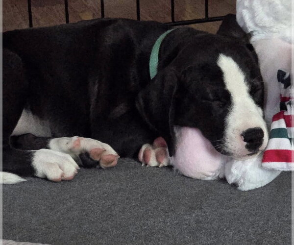 Medium Photo #15 American Staffordshire Terrier-Great Dane Mix Puppy For Sale in Germantown, OH, USA