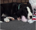 Small #14 American Staffordshire Terrier-Great Dane Mix