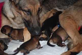Mother of the German Shepherd Dog puppies born on 08/16/2016