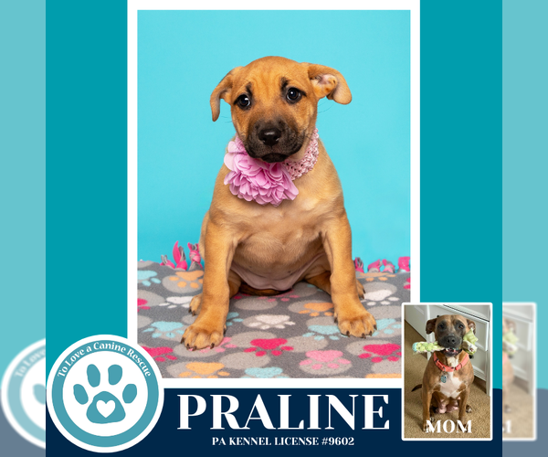 Medium Photo #5 Mutt Puppy For Sale in Kimberton, PA, USA