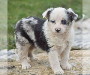 Miniature Australian Shepherd Puppy for sale in EPHRATA, PA, USA