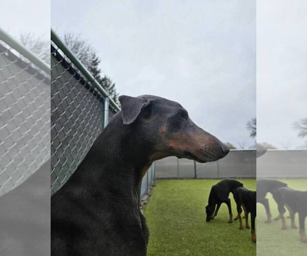 Medium Photo #12 Doberman Pinscher Puppy For Sale in Buffalo, MN, USA