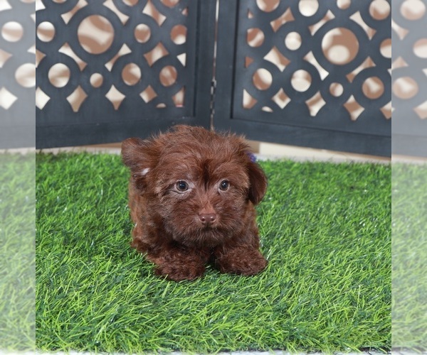 Medium Photo #4 Yorkipoo Puppy For Sale in MOUNT VERNON, OH, USA