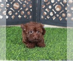 Small #3 Yorkipoo
