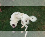 Small #9 Great Pyrenees Mix