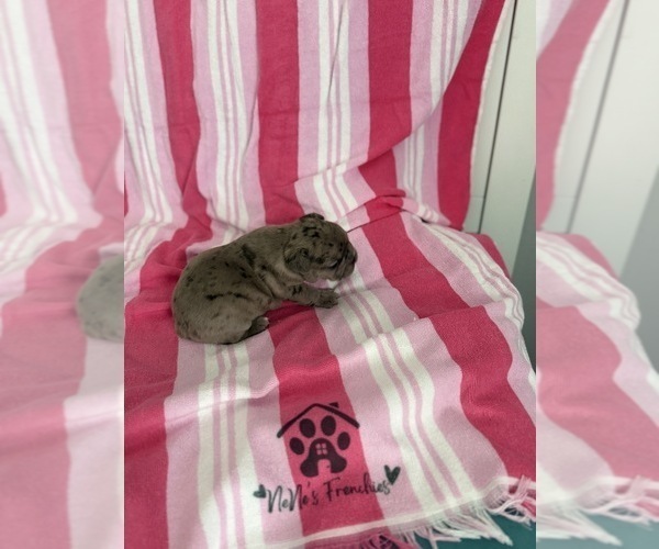 Medium Photo #22 French Bulldog Puppy For Sale in OPP, AL, USA