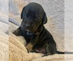Small #4 Dachshund Mix
