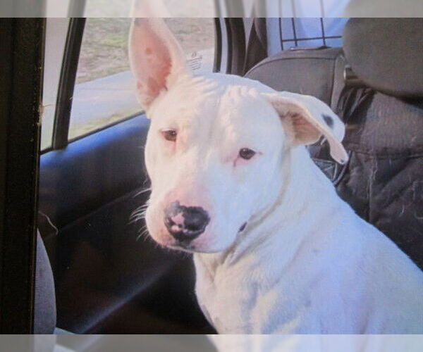 Medium Photo #1 Bull Terrier Puppy For Sale in Ocala, FL, USA