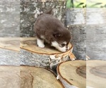 Small #9 Pomsky