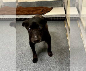 Chihuahua-Unknown Mix Dogs for adoption in Glen Allen, VA, USA