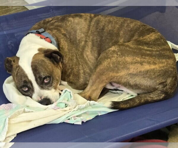 Medium Photo #7 American Pit Bull Terrier-Unknown Mix Puppy For Sale in Germantown, OH, USA