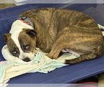 Small #6 American Pit Bull Terrier Mix