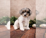 Small #7 Cavapoo (Toy)