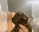 Small Photo #9 Poodle (Standard) Puppy For Sale in BARTLETT, TX, USA
