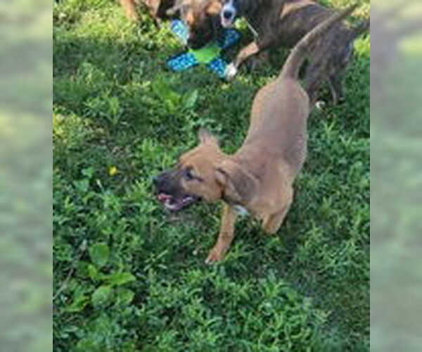 Medium Photo #3 Pointer-Unknown Mix Puppy For Sale in Oskaloosa, IA, USA