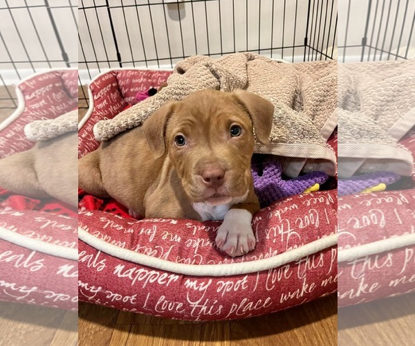 Medium Photo #3 Mutt Puppy For Sale in Derwood, MD, USA