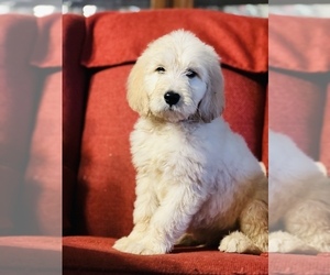 Goldendoodle Puppy for sale in MARION, SC, USA